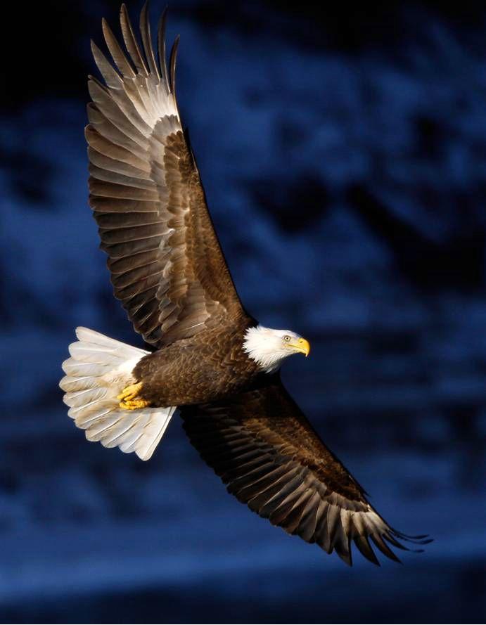 Eagle Soaring